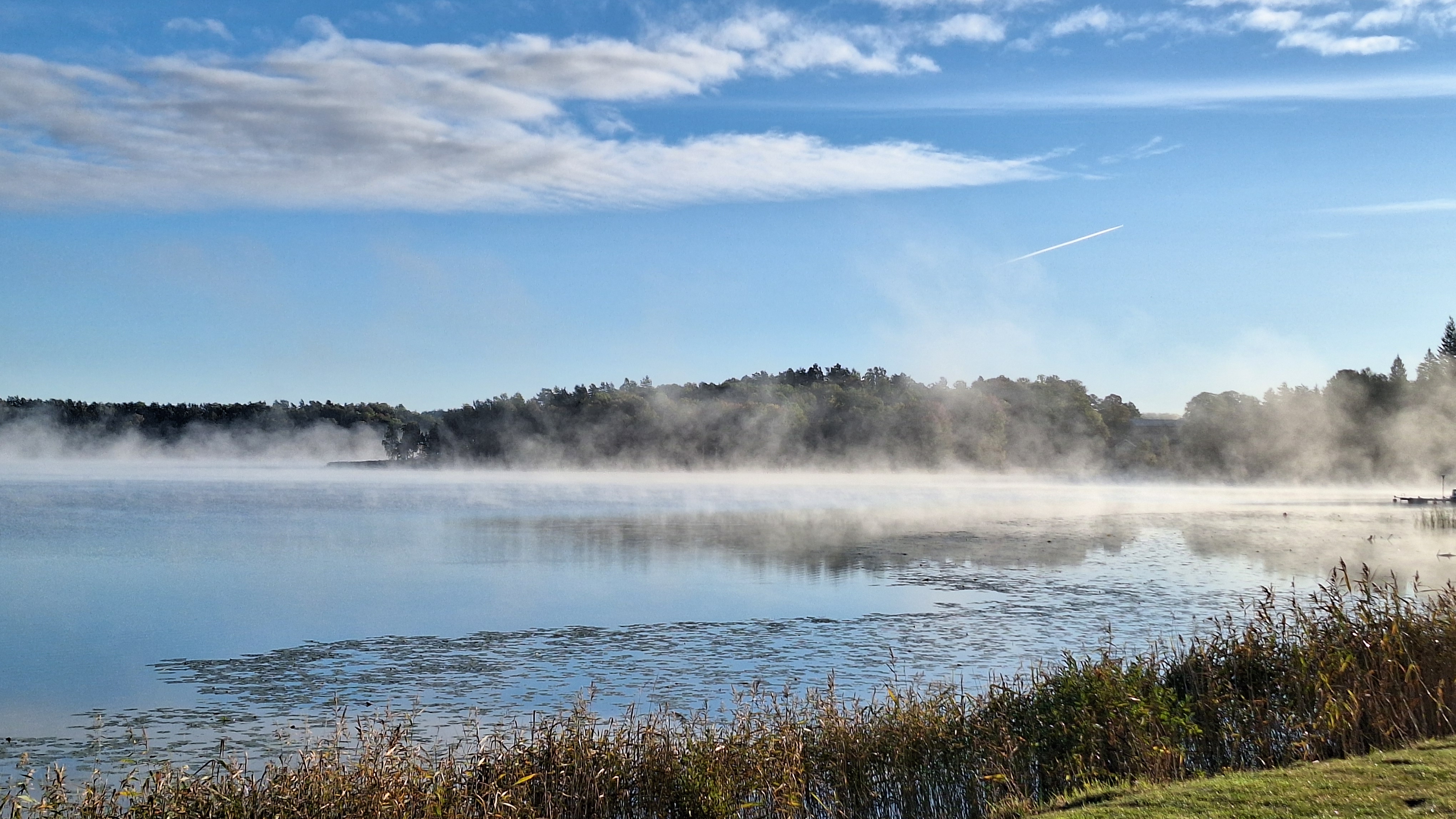 Green trees near body of water.